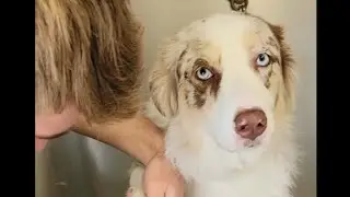Australian shepherd De-shed in 1 minute 30 seconds
