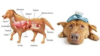 Toxic and Dangerous Foods Your Dog Should Never Eat