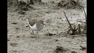 Common Sandpiper, Parc du Marquenterre, Somme, France, 30/8/25