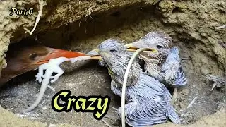 PREDATOR GILA‼️TAK KENAL KENYANG HINGGA SALING SERANG