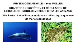 Chapitre 3-2 L’équilibre osmotique des animaux vivant en milieu aquatique (eau de mer et eau douce)
