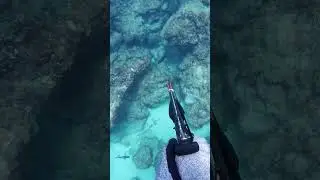 Hunting INVASIVE Fish With a Roller Speargun in Hawaii!