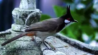 鸟声音放松心情，减少压力-Birdsong can relax your mind and reduce stress.
