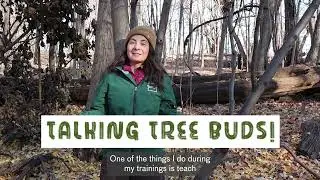 Talking Tree Buds: How to Identify a Tulip Tree by its Bud