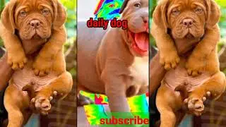 🔥🔥🔥🔥🔥@dailydog#justforpets #kolkata