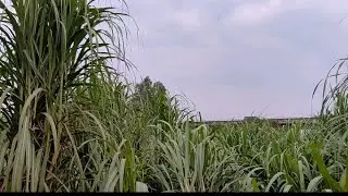 #33 beegha jameen village Badarkha tahsil Garhmukteshwar district Hapur #vlog contact 9873889470
