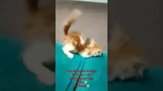 Cute kitten yang sangat aktif 😻😻 #shorts #catlover #breeding #kucing