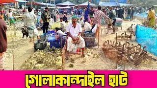 ২৯-০১-২৬ গোলাকান্দাইল হাট। দেশি হাঁস মুরগির হাট। রাজা হাঁসের দাম। Golakandail hat.dasi hash murgi.