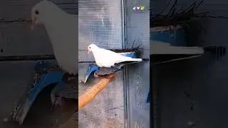 Dove Mating and Their Cute Newborn  🕊️💟 ✅  #fakhribirds #pigeon #birds #dove #pigeonlover #kabootar