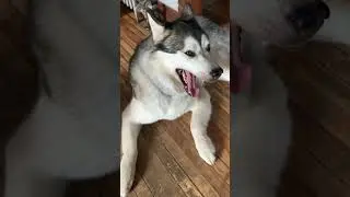 Lazy Malamutes Get Out Of Bed #alaskanmalamutes #malamutelovers #sleddogs