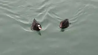 Male and female Surf Scoters (Melanitta perspicillata) swimming in the water