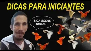 DICAS PARA INICIANTES NA CRIAÇÃO DE GUPPIES