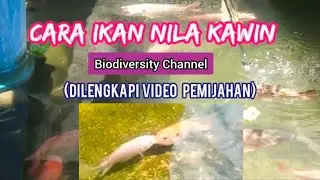 Cara ikan Nila Kawin#ikannila #budidayaikannilakolamterpal #nila