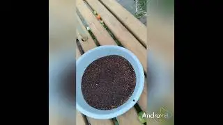 Red dye amaranth harvest