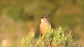 Karoo Scrub Robin song