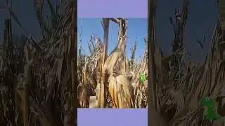 A small biomass fuel production machine