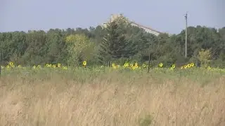 Sunflower silage a viable option for livestock producers