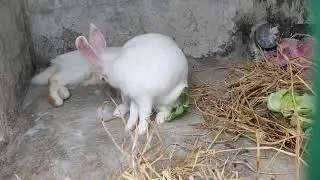 Complete Video of Rabbit giving birth ❣️