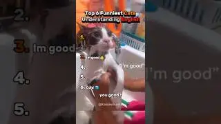 Ranking Funniest Cats Who Understand English 😲