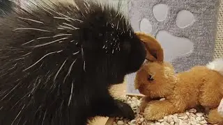 Porcupine Boxing Day: Pip vs Chonkers