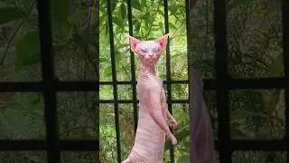 #funnyanimal #entertaininganimals #veryfunnyvideo #cat #funnycat #entertainmentvideoshort #veryfunny