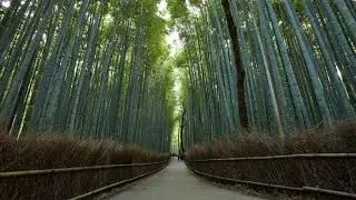 The Bamboo Forest and Arashiyama, Japan