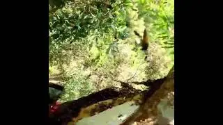 Deep jungle #adventure with deadly #honeybeesting