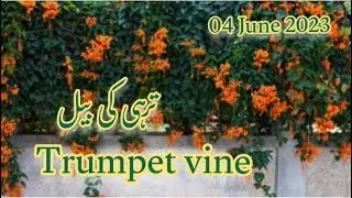 Trumpet Vine (Campsis Radicans) | 4 June 2023 | Amir Ali Shaheen
