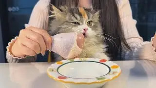 ASMR Cat eats Fresh Chicken Leg