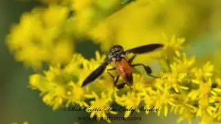 FEATHER-LEGGED TACHINID FLY  Trichopoda pennipes