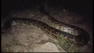 Python snake|| python snake near Deopani river 😲😱😳