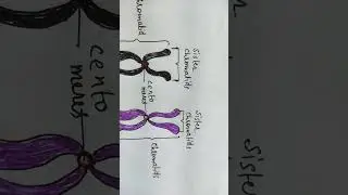 Sister & Non-sister chromatids #biology