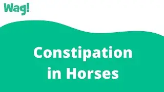 Constipation in Horses | Wag!