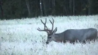 Scouting Trophy Mule Deer in Alberta with Mike's Outfitting