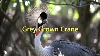 This Elegant Bird Will Steal Your Heart  | Grey Crowned Crane in Nairobi