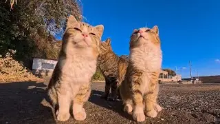 漁港近くにいた猫の親子が可愛すぎた