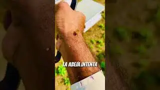 &iquest;Por qu&eacute; mueren las abejas al picar?