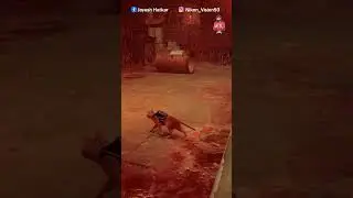 Cat Strategy To Escape I stray I jsh gaming