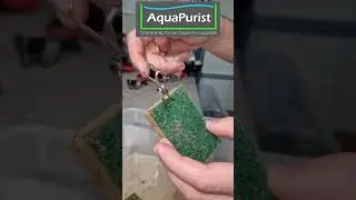Lebendfutter Schwamm ins Aquarium h&auml;ngen 🍂 Novembskalender 18
