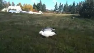 Snow Goose on a pit stop in Grand Manan