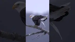 🦅How do bald eagle poop? #vulture #vultures #natgeo #poop #naturephotography #viral #animals
