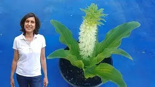 Why is it called Pineapple Lily?