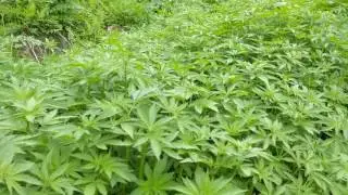 Hash In The Himalayas Part 1: The Daily Leaf - Marijuana