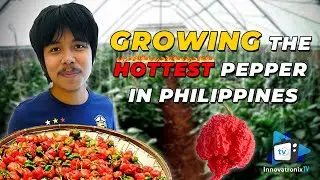 Перец сорта «Carolina Reaper»: выращивание самого острого перца на Филиппинах (сельское хозяйство...