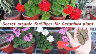 जेरेनियम पौधे के लिए सबसे अच्छा उर्वरक || Best homemade fertilizer for Geranium plant