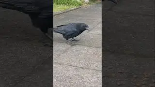 #crow #wildlife #nature #friends #cutebirds #birdlovers #fyp #4u #raven #odin #love #wow #thisday