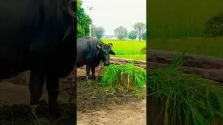 Buffalo farm Mini Vlog ll Daily vlogs #vlogssachin #minivlog #farming #viral