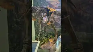 Huge dinosaur skeletons at Witte Museum in San Antonio, Texas