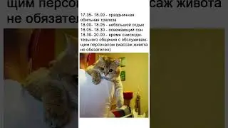 Cat's daily schedule