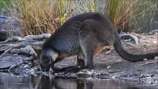 Swamp Wallaby alongside